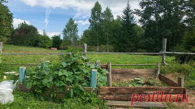 "Лианы" для ленивых: кустовые огурцы | Дачный участок