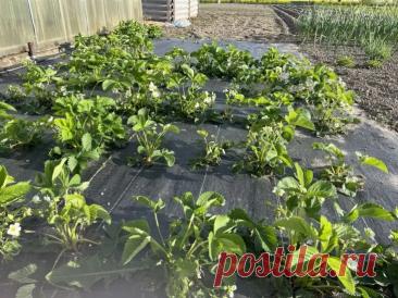 Зачем опытные огородники сыплют соль на грядки: оказывается, не только для сорняков. Обычная поваренная соль на огороде вызывает у многих недоумение. Кажется странным, что продукт с кухни может работать как удобрение.