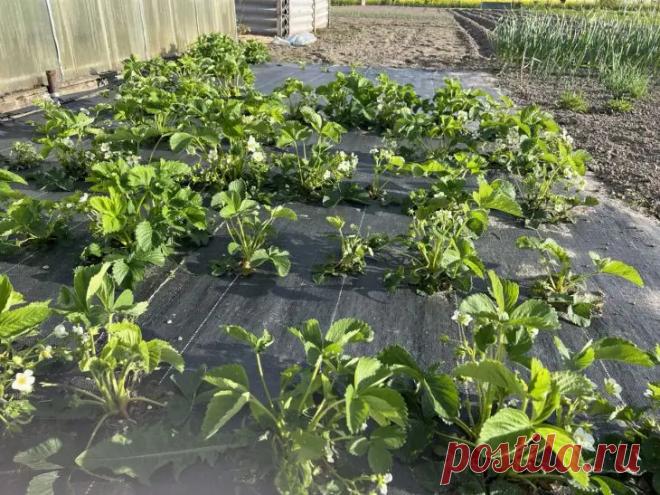 Зачем опытные огородники сыплют соль на грядки: оказывается, не только для сорняков. Обычная поваренная соль на огороде вызывает у многих недоумение. Кажется странным, что продукт с кухни может работать как удобрение.