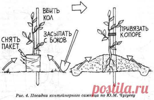 посадка контейнерного саженца