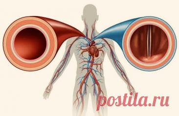 КАК СТРОЕНИЕ АРТЕРИЙ, ВЕН И КАПИЛЛЯРОВ ЗАВИСИТ ОТ ИХ ФУНКЦИЙ | PortalBio
