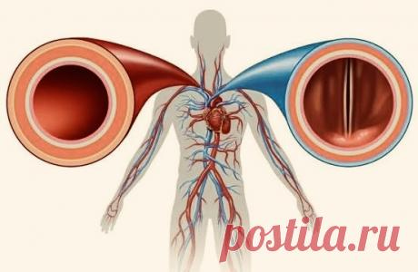 КАК СТРОЕНИЕ АРТЕРИЙ, ВЕН И КАПИЛЛЯРОВ ЗАВИСИТ ОТ ИХ ФУНКЦИЙ | PortalBio