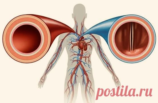 КАК СТРОЕНИЕ АРТЕРИЙ, ВЕН И КАПИЛЛЯРОВ ЗАВИСИТ ОТ ИХ ФУНКЦИЙ | PortalBio