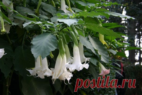 10 ядовитых растений - опасная красота на даче / ядовитые растения / 7dach.ru