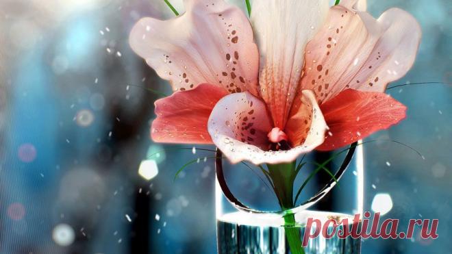 Широкоформатные обои вода, Цветок, рюмка для рабочего стола 37687