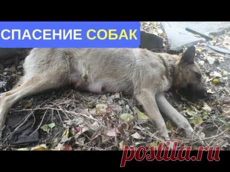 МАМА-СОБАКА НЕ ДОШЛА ДО НОРЫ СО СВОИМИ ЩЕНКАМИ И УПАЛА РЯДОМ. #СПАСЕНИЕСОБАК - YouTube