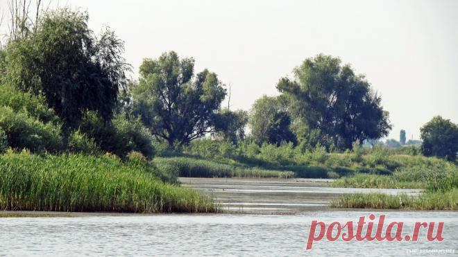 Лучшие приманки для ловли щуки в заросших водоемах, где джиг и воблеры не подходят