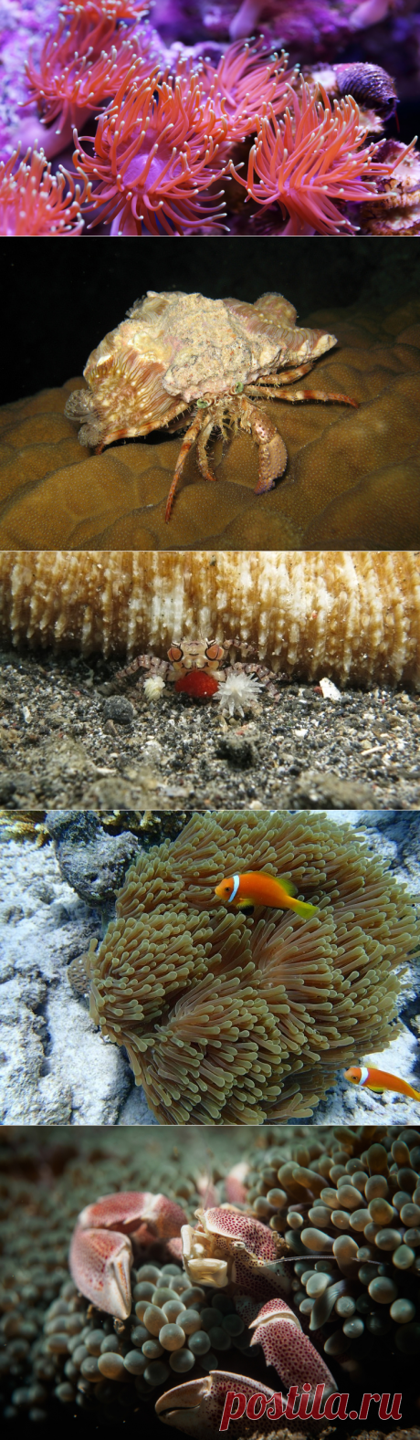 С кем дружат морские анемоны? | Животные