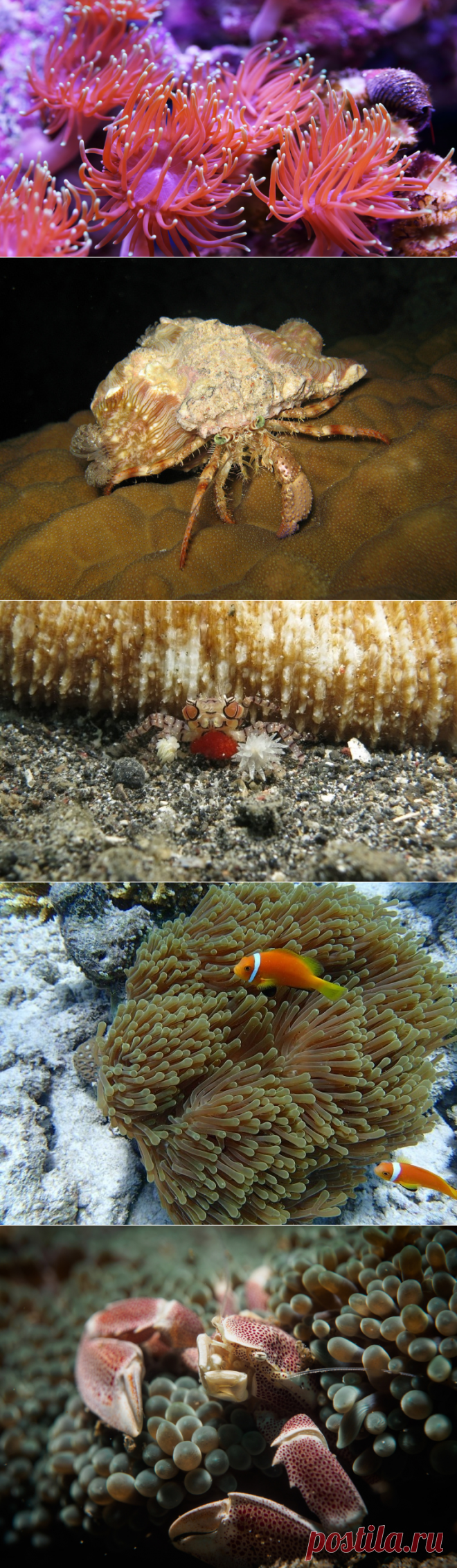 С кем дружат морские анемоны? | Животные
