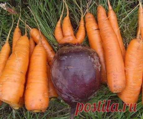 ЧТОБЫ СВЕКЛА И МОРКОВЬ БЫЛИ СЛАДКИМИ... 
источник Дача и дачная жизнь.






ЧТОБЫ СВЕКЛА И МОРКОВЬ БЫЛИ СЛАДКИМИ...  Какими приемами можно повысить сахаристость свеклы и моркови? Нельзя под свеклу и морковь вносить органические удобрения, …