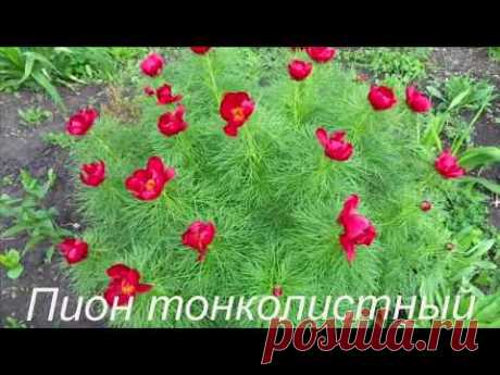 Самые-самые красивые многолетние цветы! Посадите их обязательно!!!