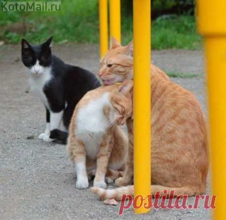 Мамочка, Тишка меня замуж зовёт...
