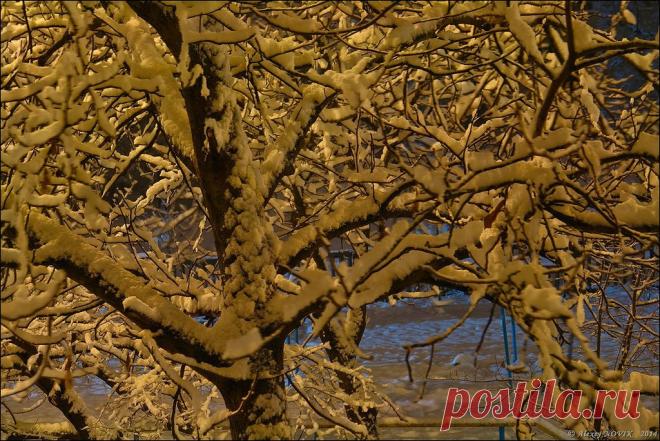 Фотопрогулки. Ночной снег