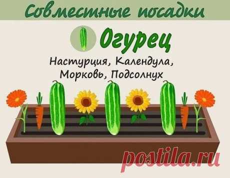 Анна Патренкова