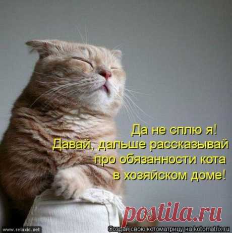 Обязанности кота по дому | ДОСТОЙНАЯ ЖИЗНЬ НА ПЕНСИИ