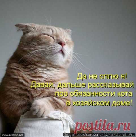 Обязанности кота по дому | ДОСТОЙНАЯ ЖИЗНЬ НА ПЕНСИИ