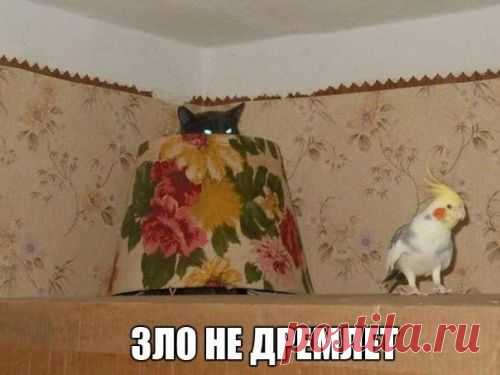 котики Поиск