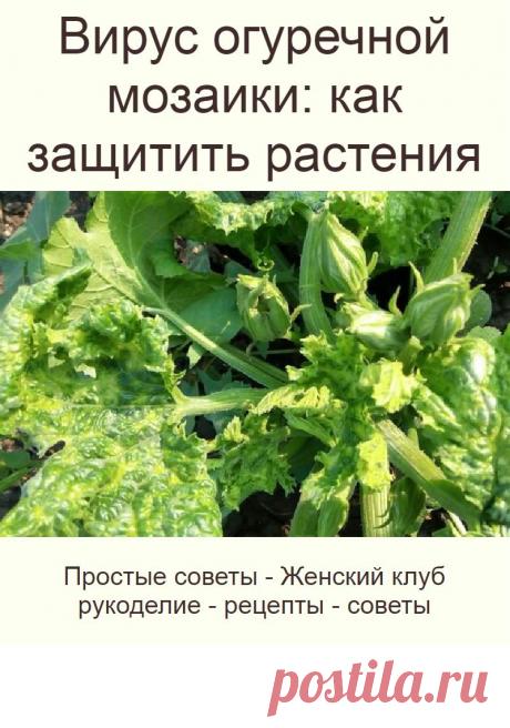 Вирус огуречной мозаики: как защитить растения