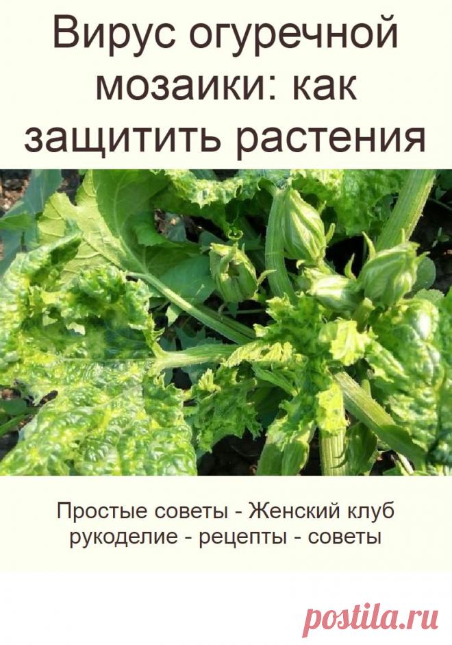 Вирус огуречной мозаики: как защитить растения