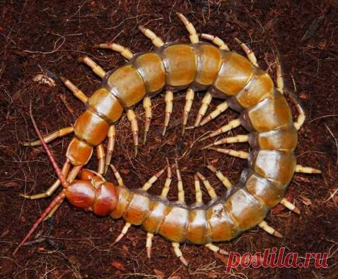 Кто такая сколопендра?