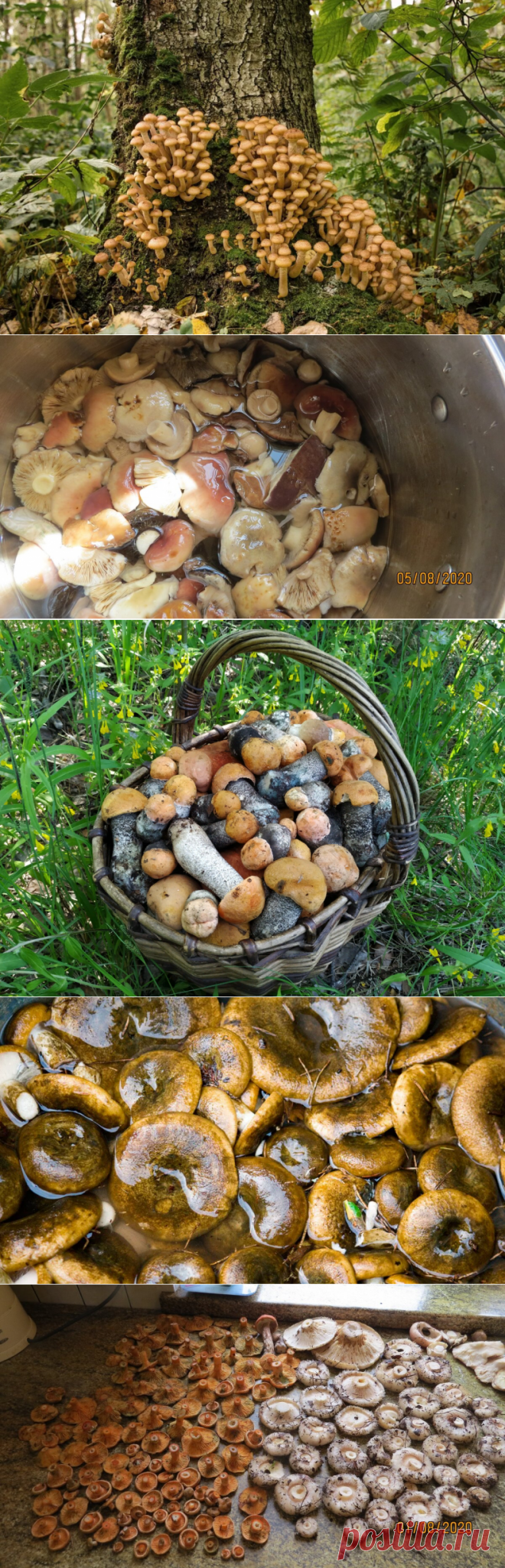 Переработка грибов: бессмысленные привычки, крадущие наше время.