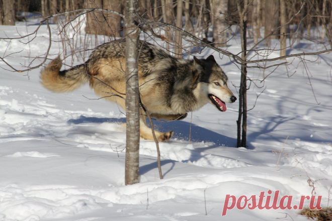 Running through and through | Minnesota Winter_2013 Taken at… | Flickr