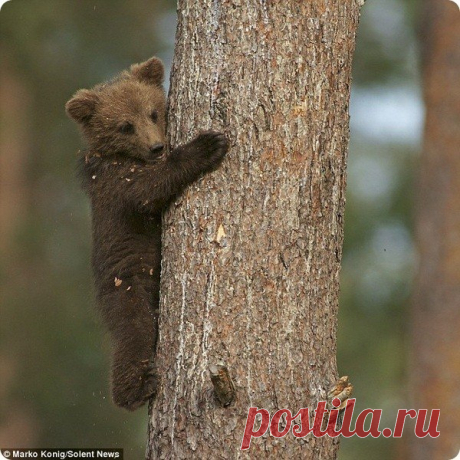 Медвежьи забавы.