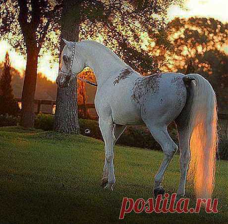 лошади