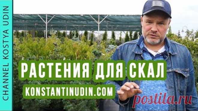 Выбор растений для посадки в искусственные скалы! Ландшафтный дизайн