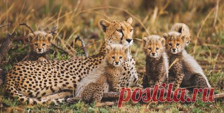 Приглашаем на фотовыставку «Соседи по планете» — National Geographic Россия Журнал «National Geographic Россия» представляет фотовыставку Андрея Гудкова «Соседи по планете», которая пройдет с 14 по 24 марта в Черноголовке (Московская область).