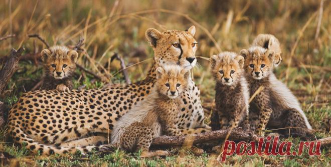 Приглашаем на фотовыставку «Соседи по планете» — National Geographic Россия Журнал «National Geographic Россия» представляет фотовыставку Андрея Гудкова «Соседи по планете», которая пройдет с 14 по 24 марта в Черноголовке (Московская область).