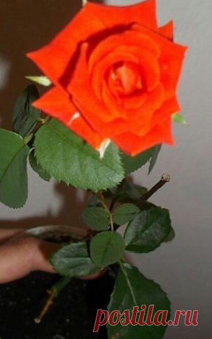 Укореняем розу из букета