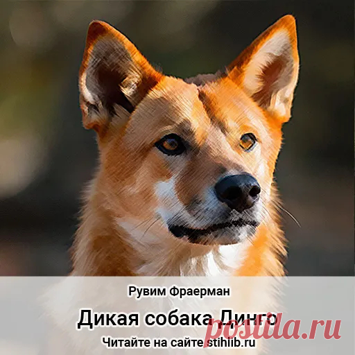 Дикая собака динго читать краткое содержание по главам - Читайте онлайн на сайте Стихи и Проза