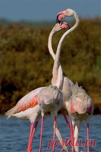 фламинго