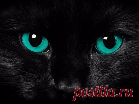 Котик Мотик, Дедовичи, 44 года