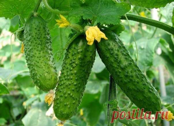 КАК ПОДНЯТЬ УРОЖАЙНОСТЬ ОГУРЦОВ
