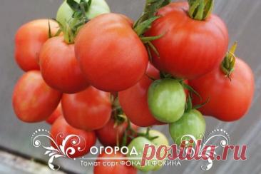 Томат Фонари Фокина, семена | ОГОРОД.сайт