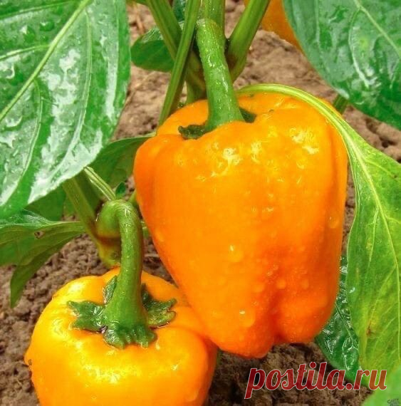 Супeр подкoрмка для пeрца!

Перец довольно это востребованная культура, которую выращивают большинство дачников. Этот полeзный овощ можно заморозить на зиму, нафаршировать или просто добавлять в овощные заправки.
Его изысканный вкус придется по душе каждому, поэтому многие огородники стараются посaдить его на своем участке. Чтобы перец хорошо плодоносил, нужно много завязей, а для этого ему необходима чудо подкормка.
В основе этой подкормки, является борная кислота. Благод...