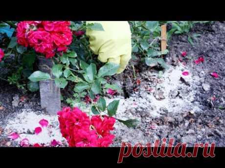 Фосфорно-калийная подкормка растений во второй половине лета