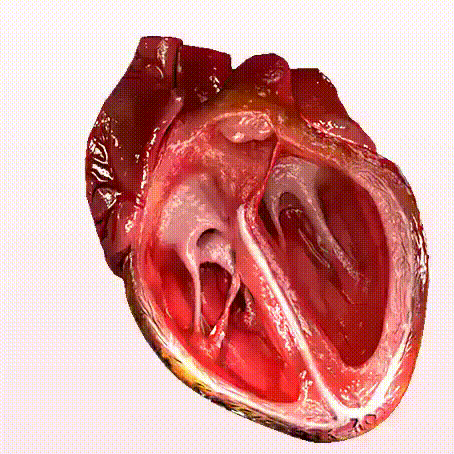 ПОЖАЛУЙСТА СДЕЛАЙТЕ ПАУЗУ НА 2 МИНУТЫ И ПРОЧТИТЕ ЭТО!!!
Представьте что сейчас 19.25 вечера и вы идете домой (конечно один) после необычайно тяжелого дня на работе. 
Вы очень уставший и расстроенный.
Внезапно вы начинаете испытывать сильную боль в груди, которая начинает отдавать в вашу руку и подниматься к вашей челюсти. Вы находитесь всего лишь в пяти километрах от ближайшей к вашему дому больницы. 
К сожалению, вы не знаете, сможете ли вы до нее добраться. Вы проходили курс первой помощи