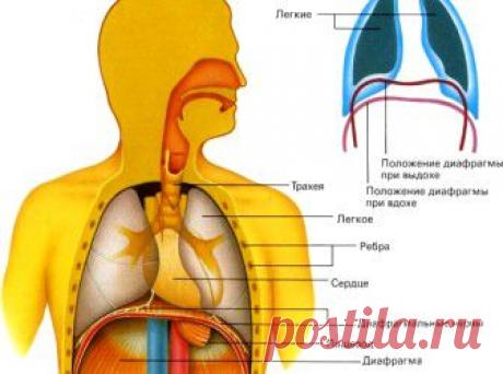 (+1) тема - Невероятные факты о человеческом теле. Функции организма | НАУКА И ЖИЗНЬ