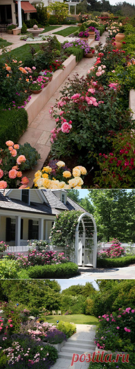 Your Complete Guide to Fall Rose Care