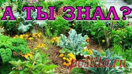 1 непрочитанный чат