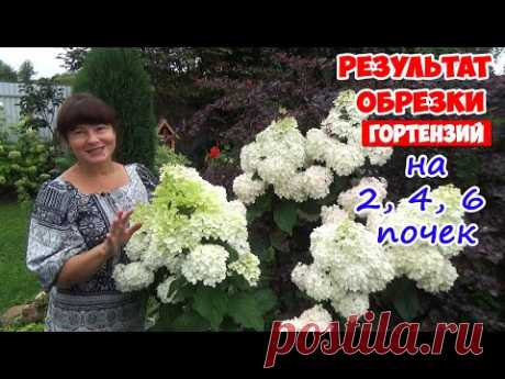 ОБРЕЗКА и ЦВЕТЕНИЕ гортензий. Как цветут гортензии, обрезанные на 2, 4, 6 почек?