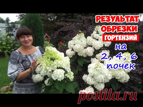 ОБРЕЗКА и ЦВЕТЕНИЕ гортензий. Как цветут гортензии, обрезанные на 2, 4, 6 почек?