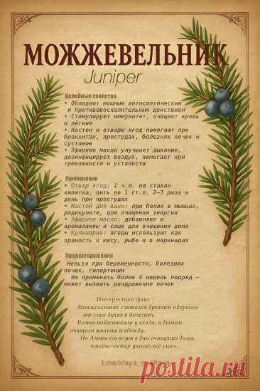 Можжевельник