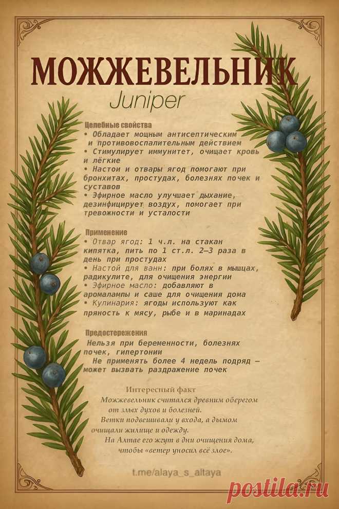 Можжевельник