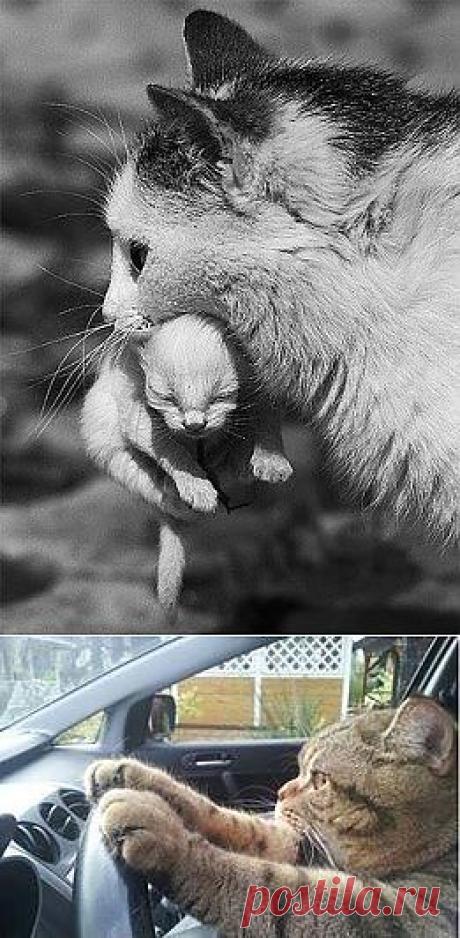 Фотографии Хроники - Lindosmininos.com