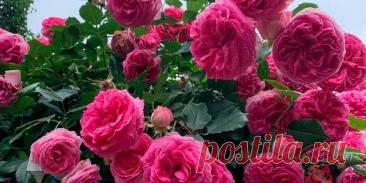 Роза Цикламен Пьер де Ронсар - Сад и огород