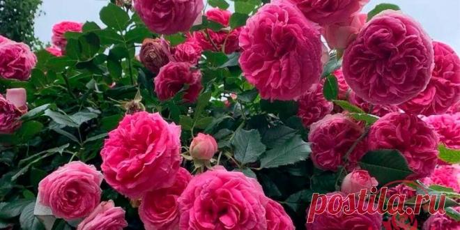 Роза Цикламен Пьер де Ронсар - Сад и огород